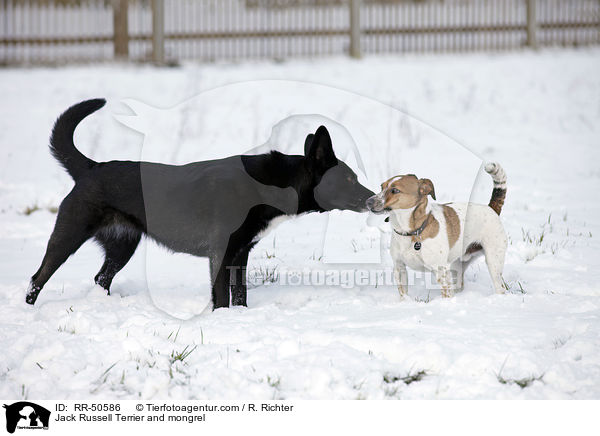 Jack Russell Terrier & Mischling / Jack Russell Terrier and mongrel / RR-50586