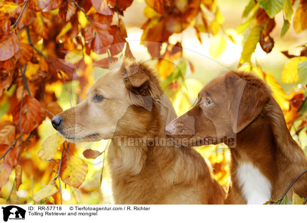Toller und Mischling / Tolling Retriever and mongrel / RR-57718