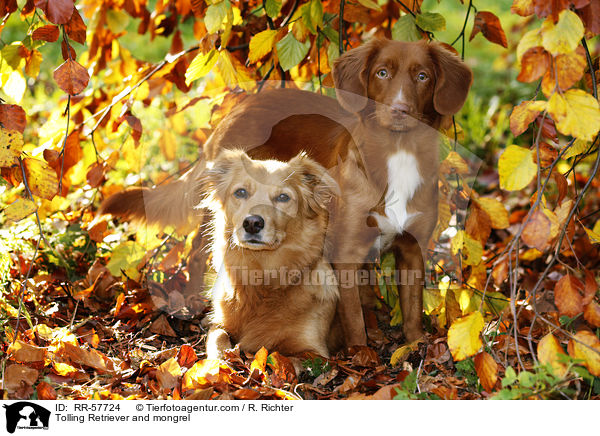 Toller und Mischling / Tolling Retriever and mongrel / RR-57724