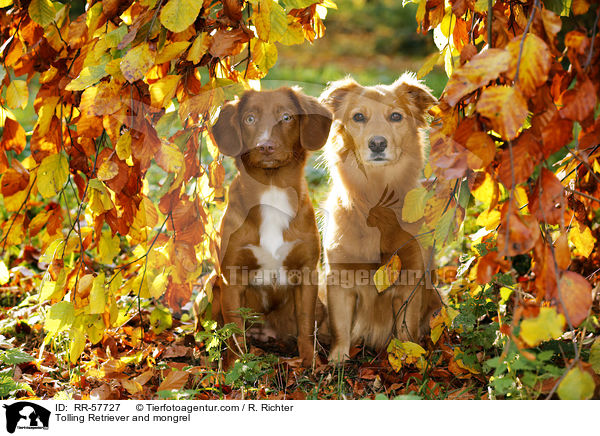Toller und Mischling / Tolling Retriever and mongrel / RR-57727
