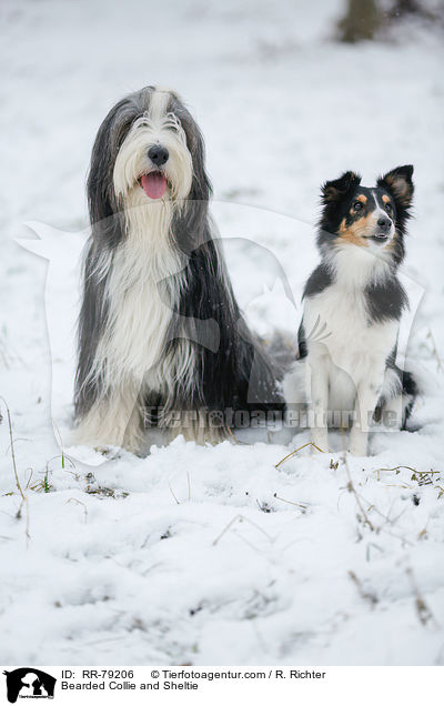 Bearded Collie und Sheltie / Bearded Collie and Sheltie / RR-79206