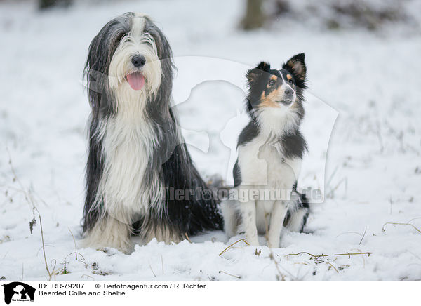 Bearded Collie and Sheltie / RR-79207