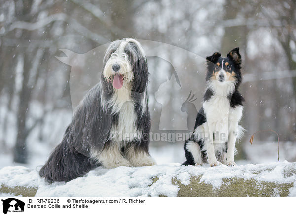 Bearded Collie und Sheltie / Bearded Collie and Sheltie / RR-79236