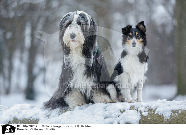 Bearded Collie und Sheltie / Bearded Collie and Sheltie / RR-79237