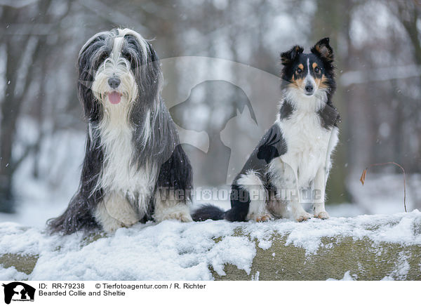 Bearded Collie und Sheltie / Bearded Collie and Sheltie / RR-79238