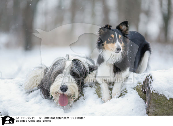 Bearded Collie and Sheltie / RR-79244