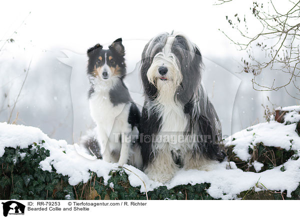 Bearded Collie und Sheltie / Bearded Collie and Sheltie / RR-79253