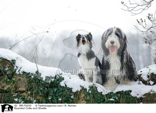 Bearded Collie und Sheltie / Bearded Collie and Sheltie / RR-79255