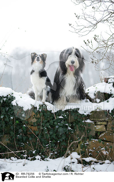 Bearded Collie und Sheltie / Bearded Collie and Sheltie / RR-79256