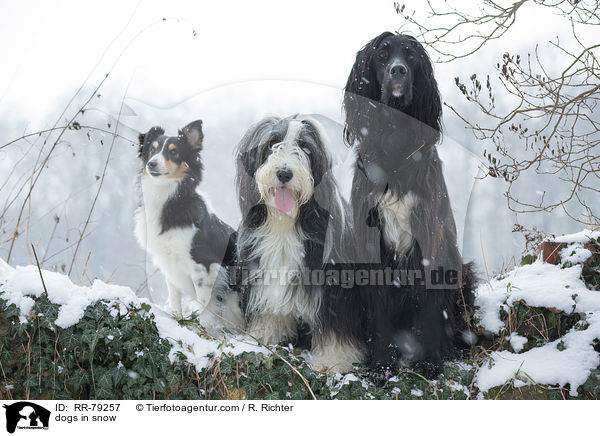 Hunde im Schnee / dogs in snow / RR-79257