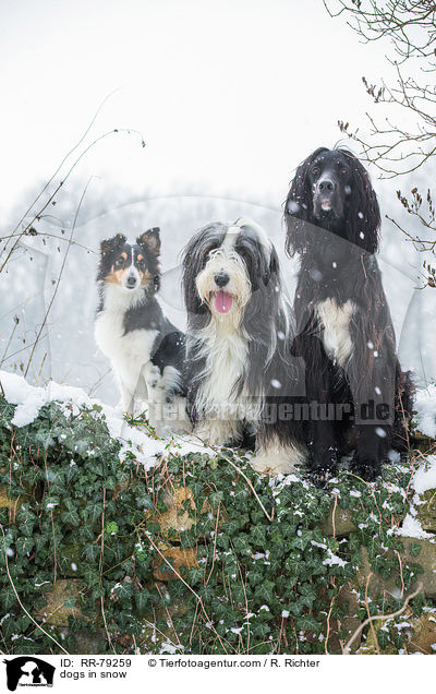 Hunde im Schnee / dogs in snow / RR-79259