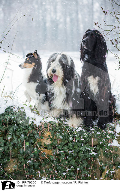Hunde im Schnee / dogs in snow / RR-79260