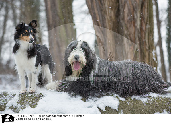 Bearded Collie und Sheltie / Bearded Collie and Sheltie / RR-79264