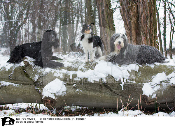 Hunde im Schneegestber / dogs in snow flurries / RR-79265