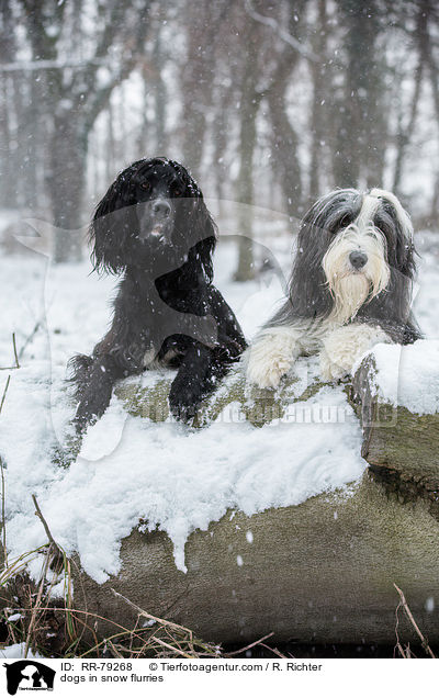 Hunde im Schneegestber / dogs in snow flurries / RR-79268