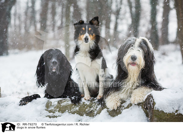 Hunde im Schneegestber / dogs in snow flurries / RR-79270