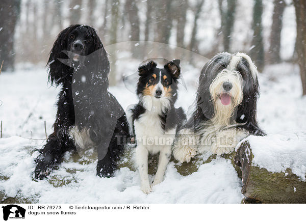 Hunde im Schneegestber / dogs in snow flurries / RR-79273