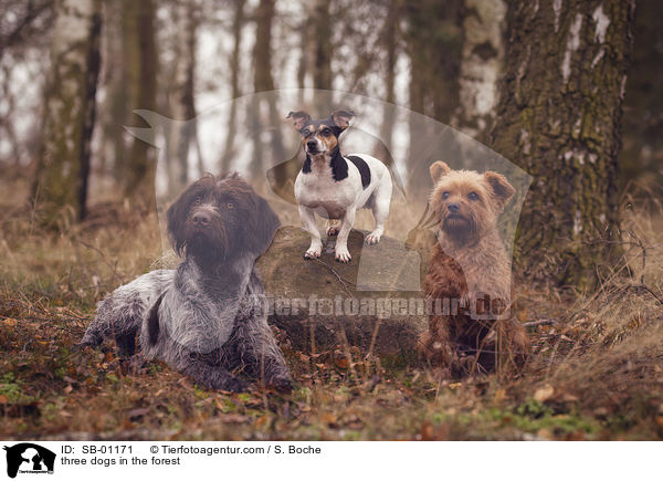 drei Hund im Wald / three dogs in the forest / SB-01171