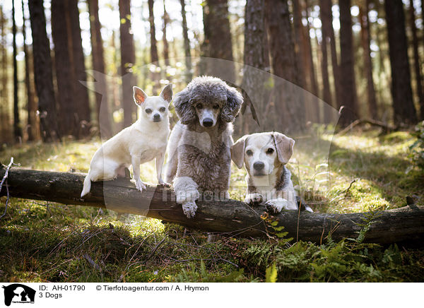 3 Hunde / 3 Dogs / AH-01790