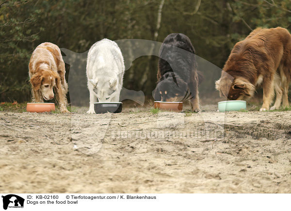 Hunde am Futternapf / Dogs on the food bowl / KB-02160