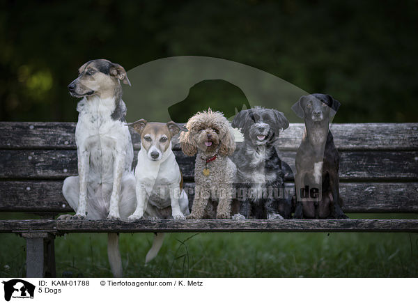 5 Hunde / 5 Dogs / KAM-01788