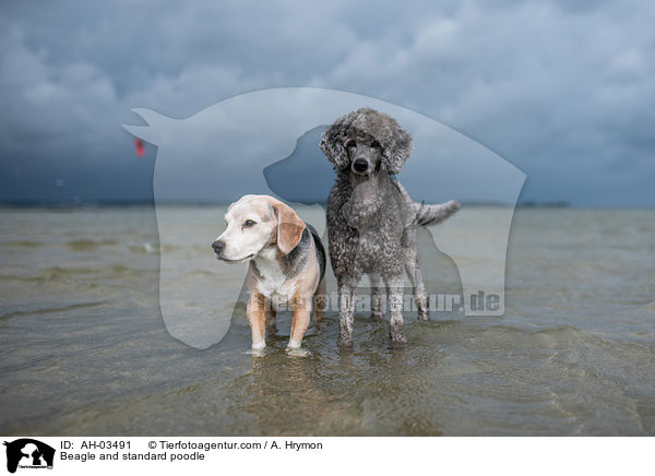 Beagle und Kleinpudel / Beagle and standard poodle / AH-03491