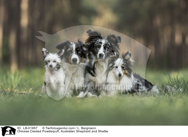 Chinese Crested Powderpuff, Australian Shepherd und Sheltie / Chinese Crested Powderpuff, Australian Shepherd and Sheltie / LB-01867