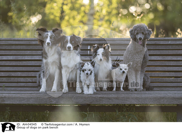 Hundegruppe auf Parkbank / Group of dogs on park bench / AH-04545