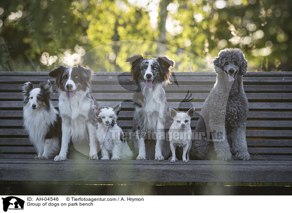 Group of dogs on park bench / AH-04546