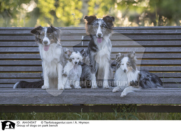 Group of dogs on park bench / AH-04547