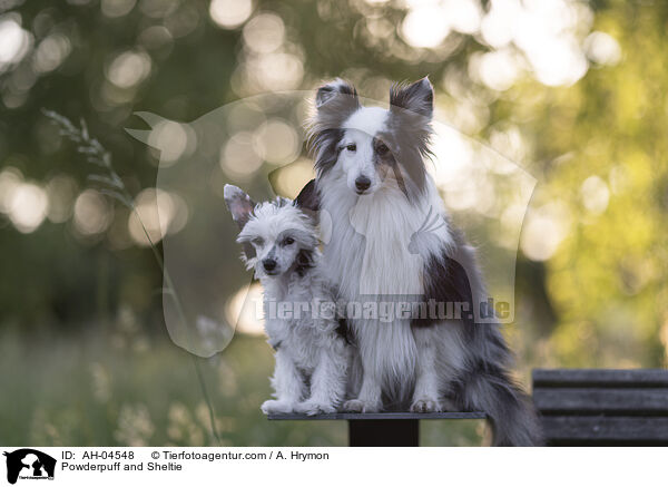 Powderpuff and Sheltie / AH-04548