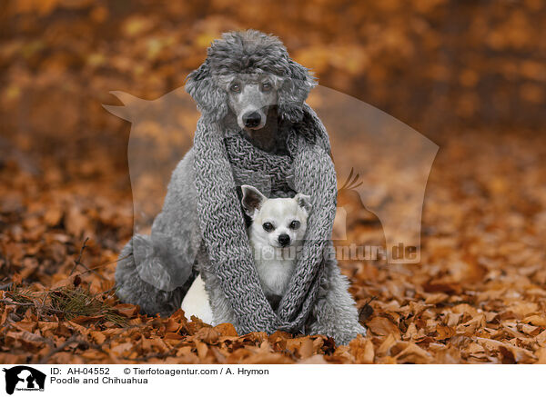 Pudel und Chihuahua / Poodle and Chihuahua / AH-04552