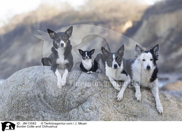 Border Collie und Chihuahua / Border Collie and Chihuahua / JM-13582