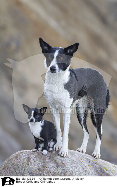 Border Collie and Chihuahua / JM-13624