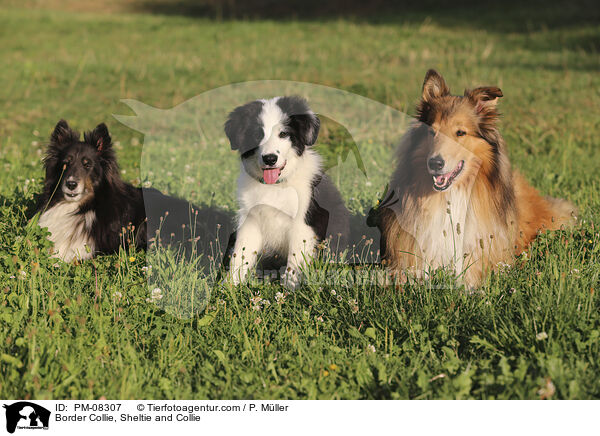 Border Collie, Sheltie and Collie / PM-08307