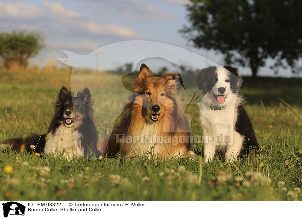 Border Collie, Sheltie und Collie / Border Collie, Sheltie and Collie / PM-08322