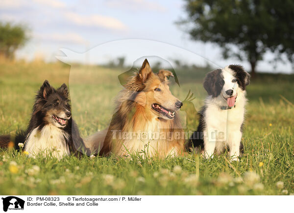 Border Collie, Sheltie und Collie / Border Collie, Sheltie and Collie / PM-08323