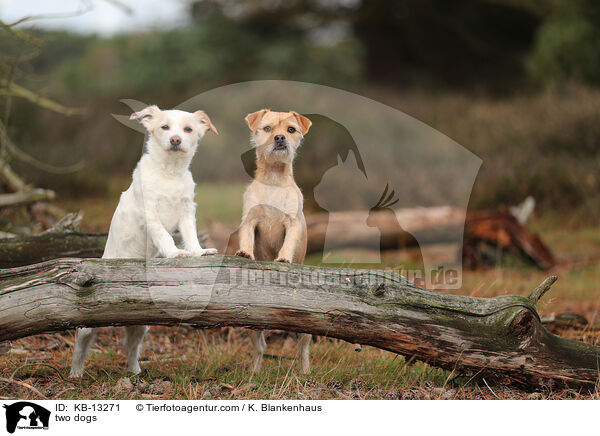 zwei Hunde / two dogs / KB-13271
