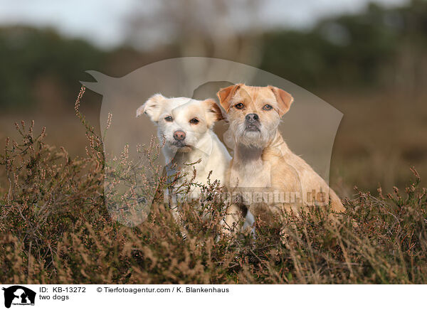 zwei Hunde / two dogs / KB-13272