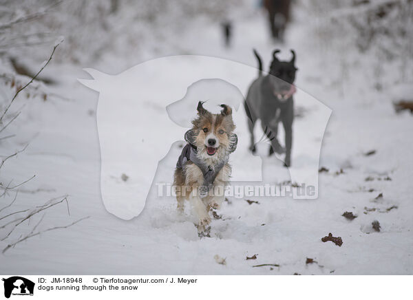 Hunde toben durch den Schnee / dogs running through the snow / JM-18948