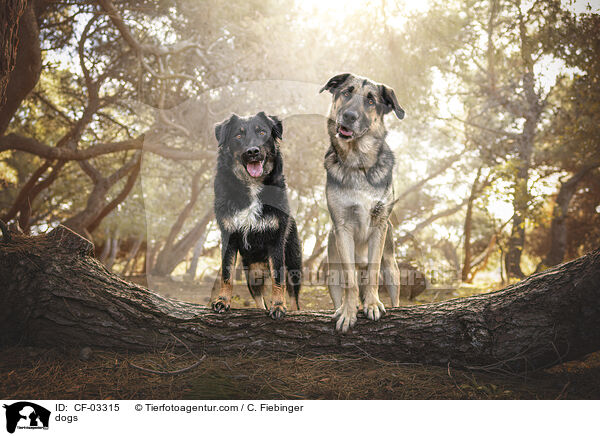 Hunde / dogs / CF-03315