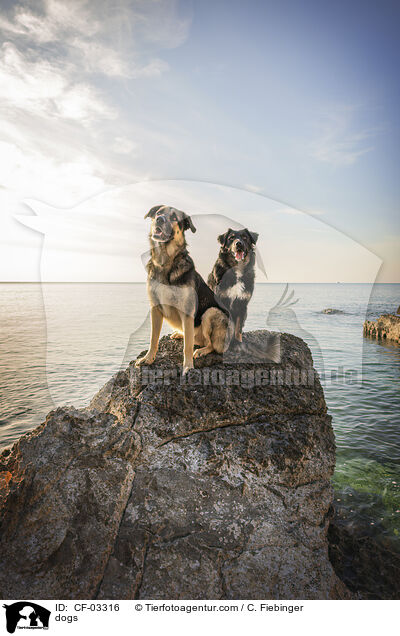 Hunde / dogs / CF-03316