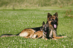 German Shepherd & Malinois