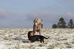 Weimaraner & Teckel