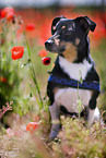 dog at poppy field