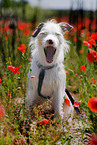 dog at poppy field