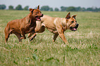 running dogs