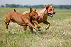 running dogs