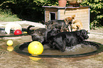 dogs in water