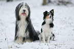 Bearded Collie and Sheltie